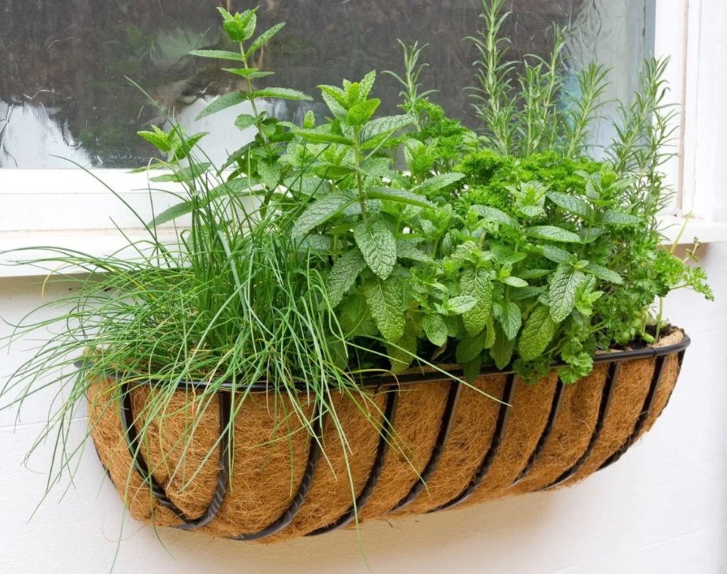 Outdoor window box filled with herbs like mint, rosemary, and chives