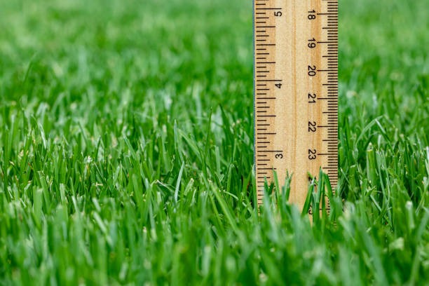 measuring lawn grass height with ruler for proper mowing length