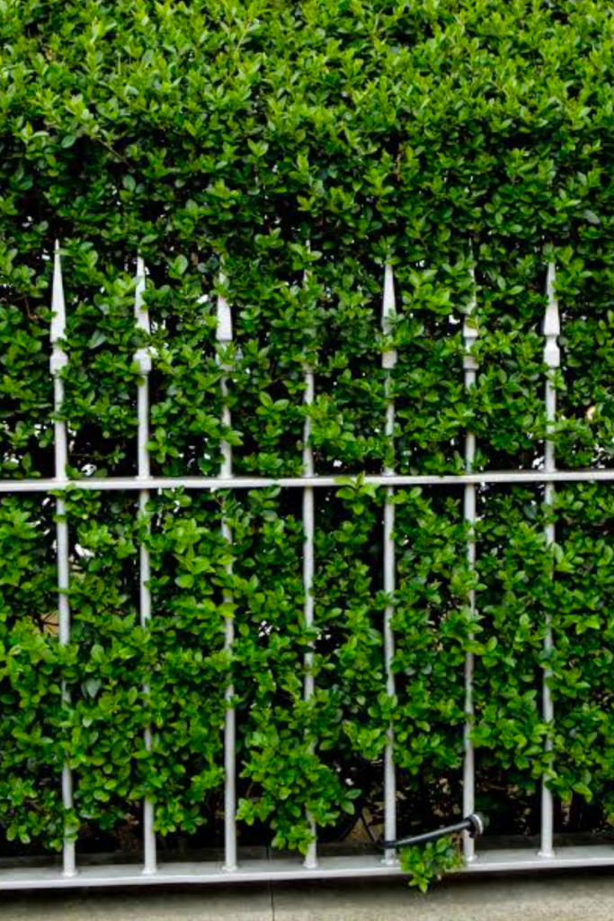 A dense green hedge growing through and around a metal fence with vertical railings and pointed decorative tops.