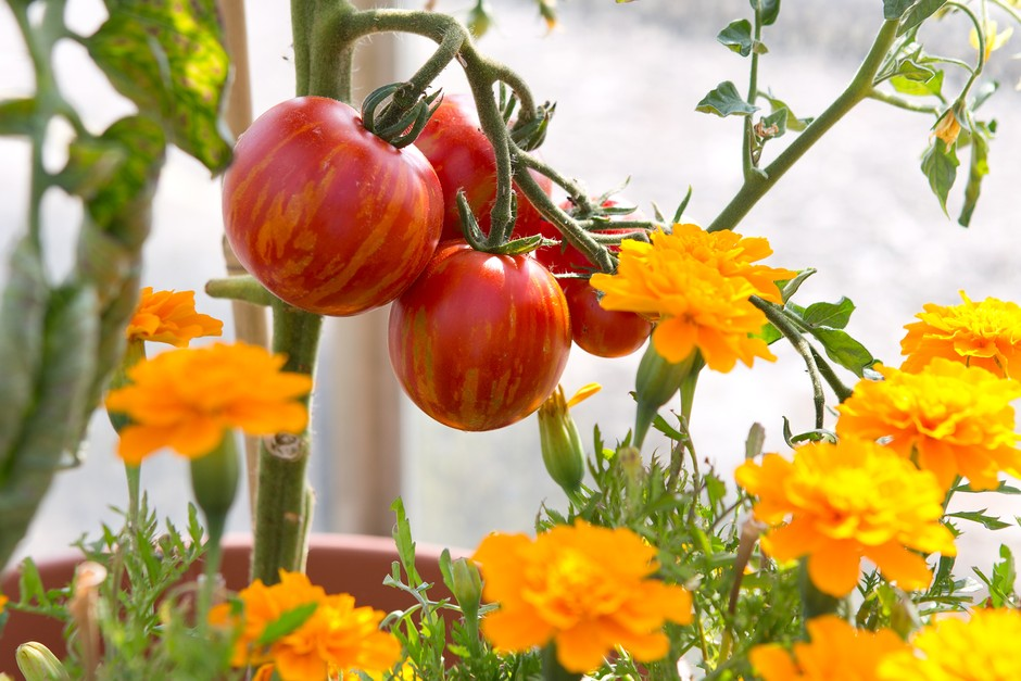Striped heirloom tomatoes growing next to blooming marigolds, a companion planting pair known for reducing pest pressure.