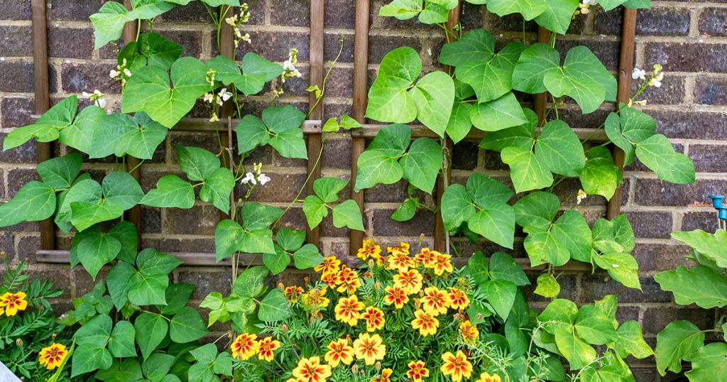 Climbing bean plants growing up a trellis with bright marigold flowers planted below to attract pollinators and repel pests.