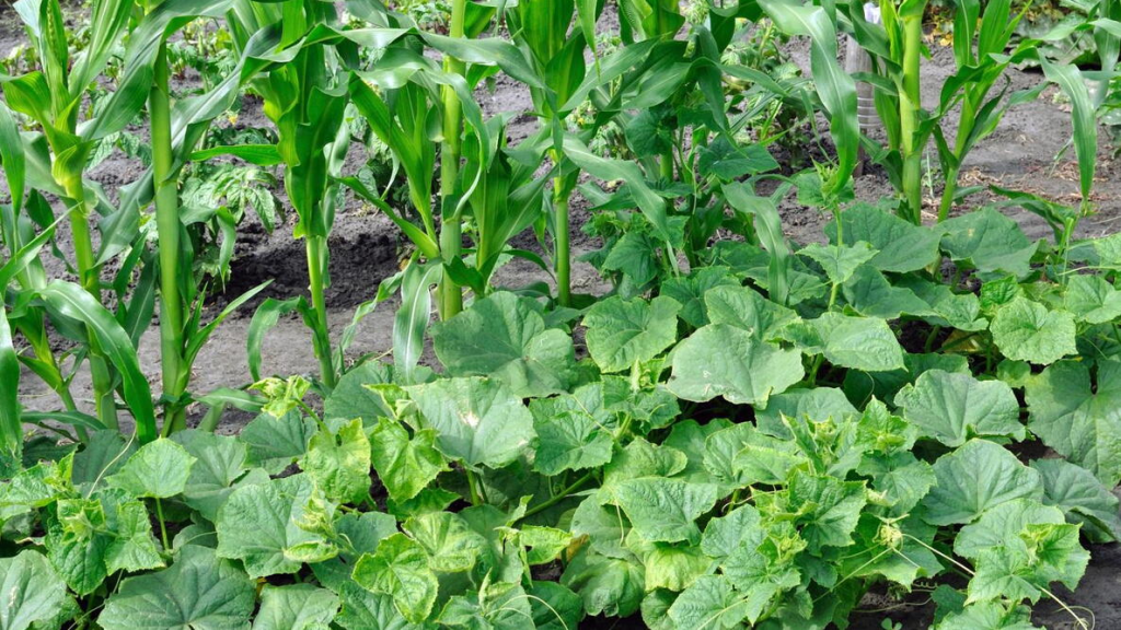 Tall corn stalks growing alongside sprawling cucumber or squash vines, illustrating a natural companion planting setup.