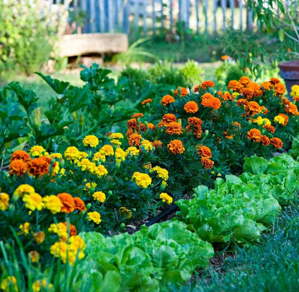 A garden bed where vibrant yellow and orange marigolds grow beside leafy green lettuce to deter insects naturally.