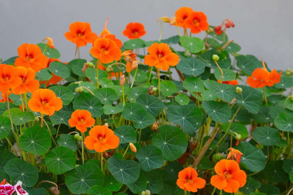 Nasturtiums bush.