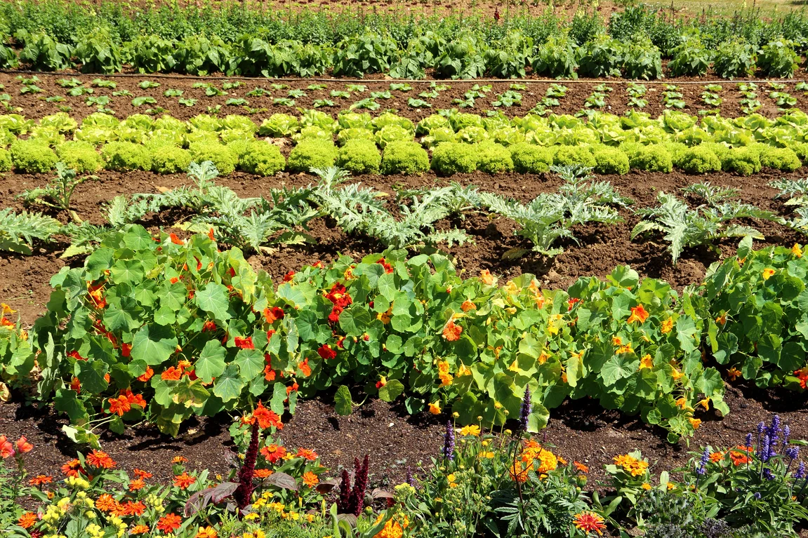 A vibrant vegetable garden with neatly arranged rows of lettuce, leafy greens, artichokes, and colorful flowering plants used as companion crops.