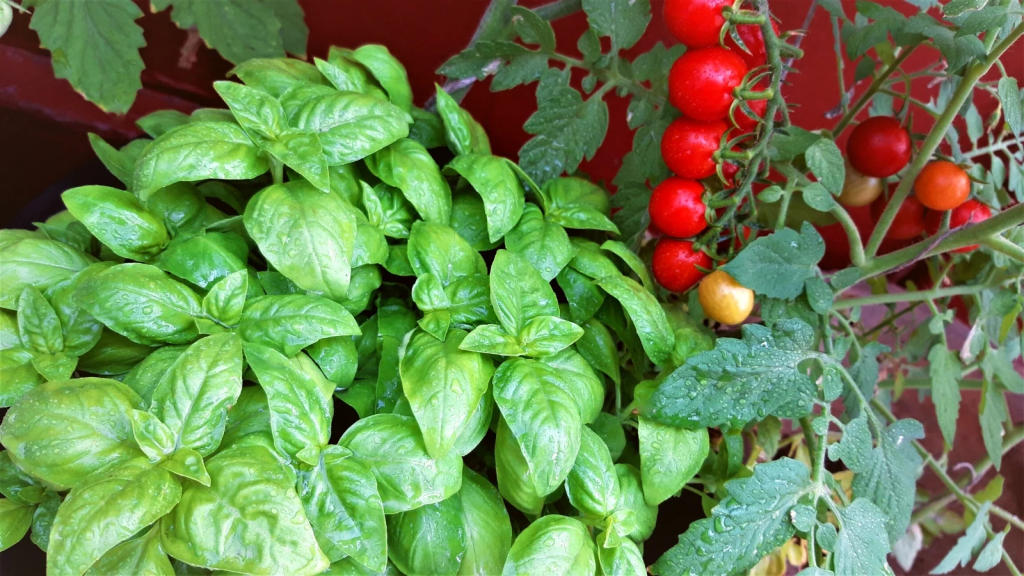 A lush basil plant growing beside a cherry tomato vine, showing a classic companion planting combination that enhances flavor and growth.