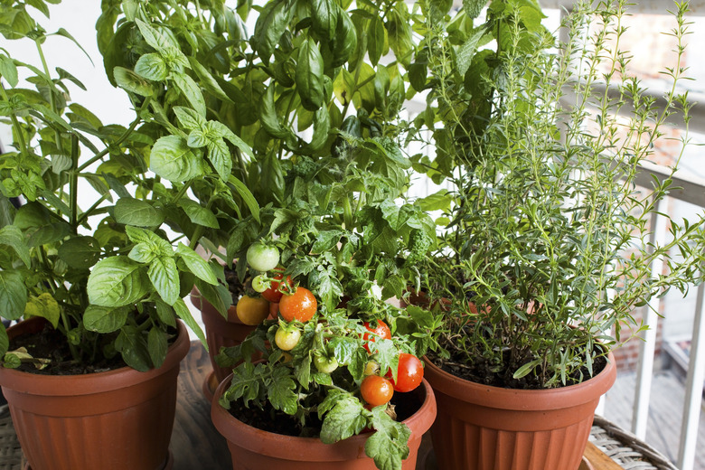 Potted balcony garden with tomatoes, basil, and herbs growing in containers