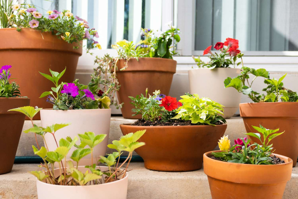 Assorted flowering plants in terracotta and ceramic containers arranged on outdoor steps