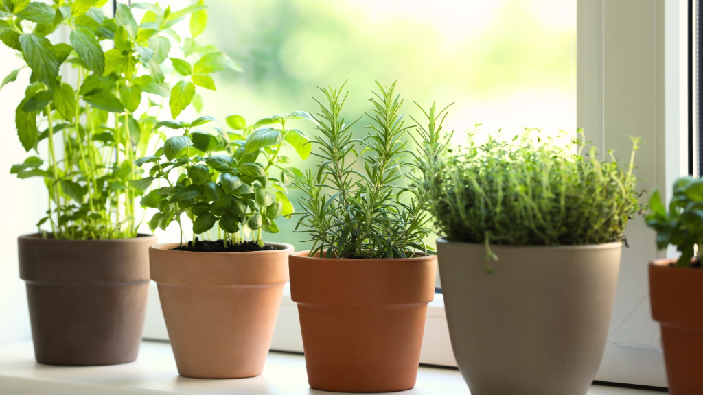 Fresh kitchen herbs like basil, rosemary, and thyme growing in pots on a bright windowsill