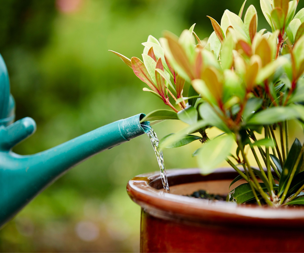 Watering a potted garden plant with a green watering can outdoors