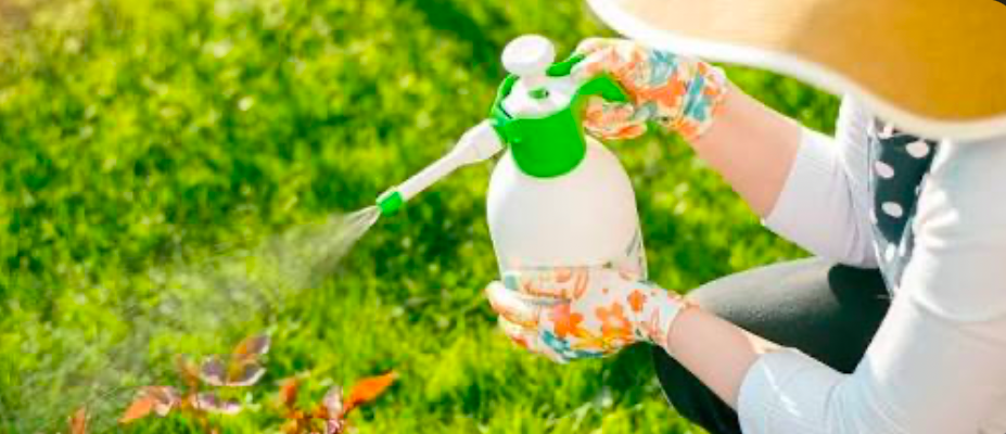 Gardener spraying plants with a handheld garden sprayer to control pests.