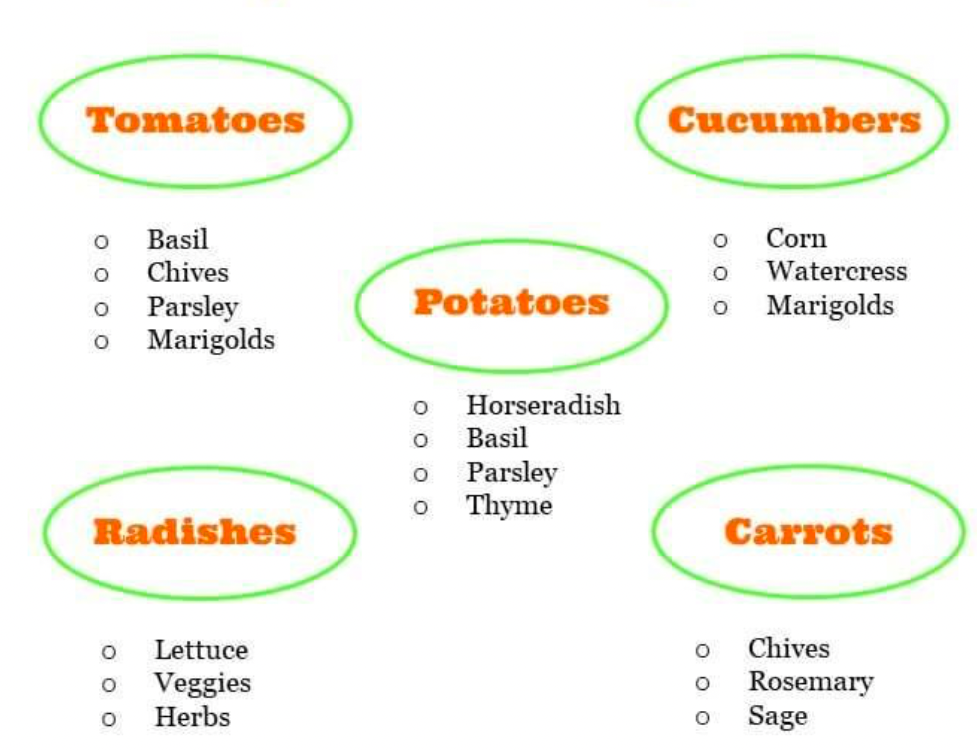 Companion planting chart showing ideal plant pairings for tomatoes, cucumbers, potatoes, radishes, and carrots.