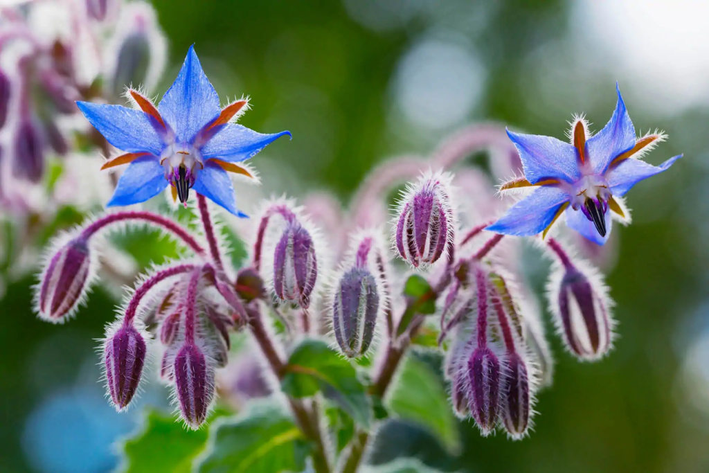 Close up of a Borage.