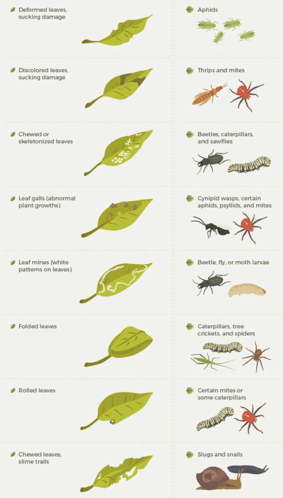 Illustrated chart showing common leaf damage symptoms and the pests that cause them.