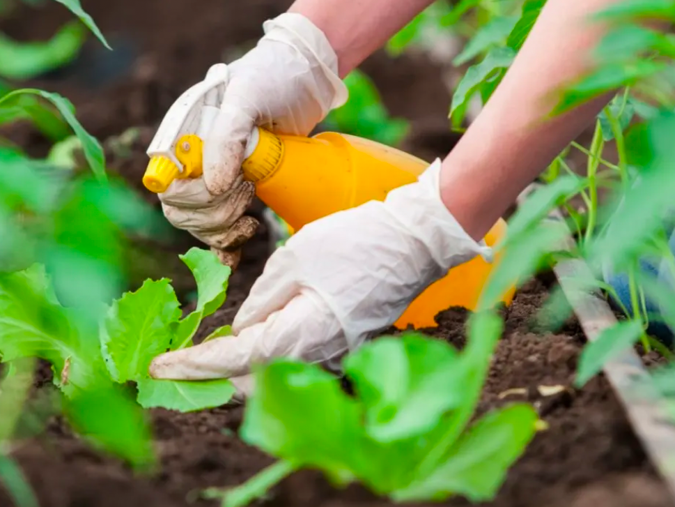 Gardener applying liquid pesticide to leafy plants using a spray bottle.
