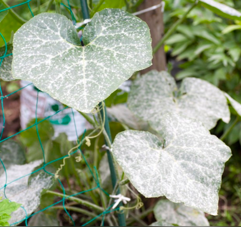 Plant leaves covered in white powdery mildew fungal infection.
