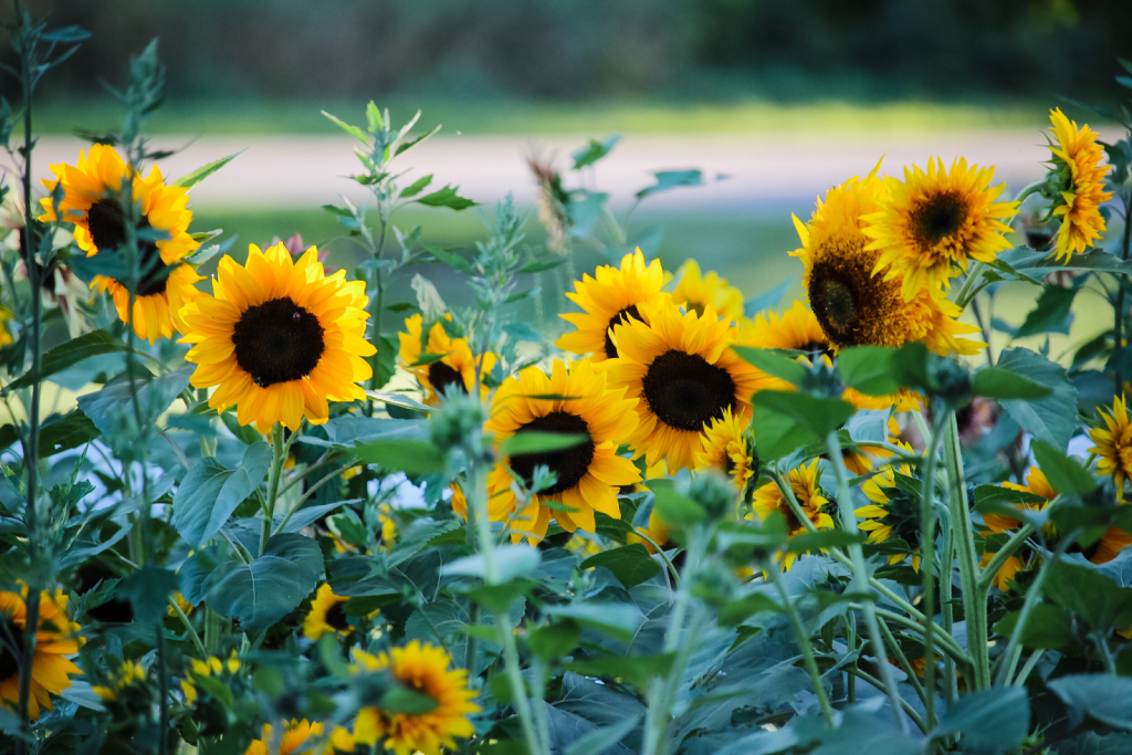 A field of sunflowers in bloom.
