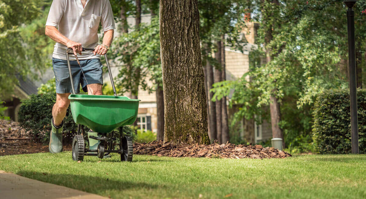 A gardener using a push spreader to fertilize a lawn.
