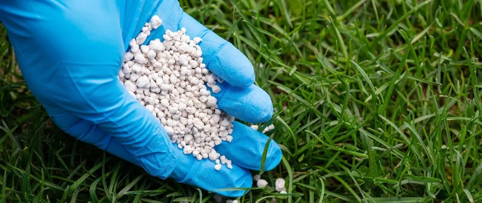 A blue gloved hand placing white granular fertilizer on a lawn.
