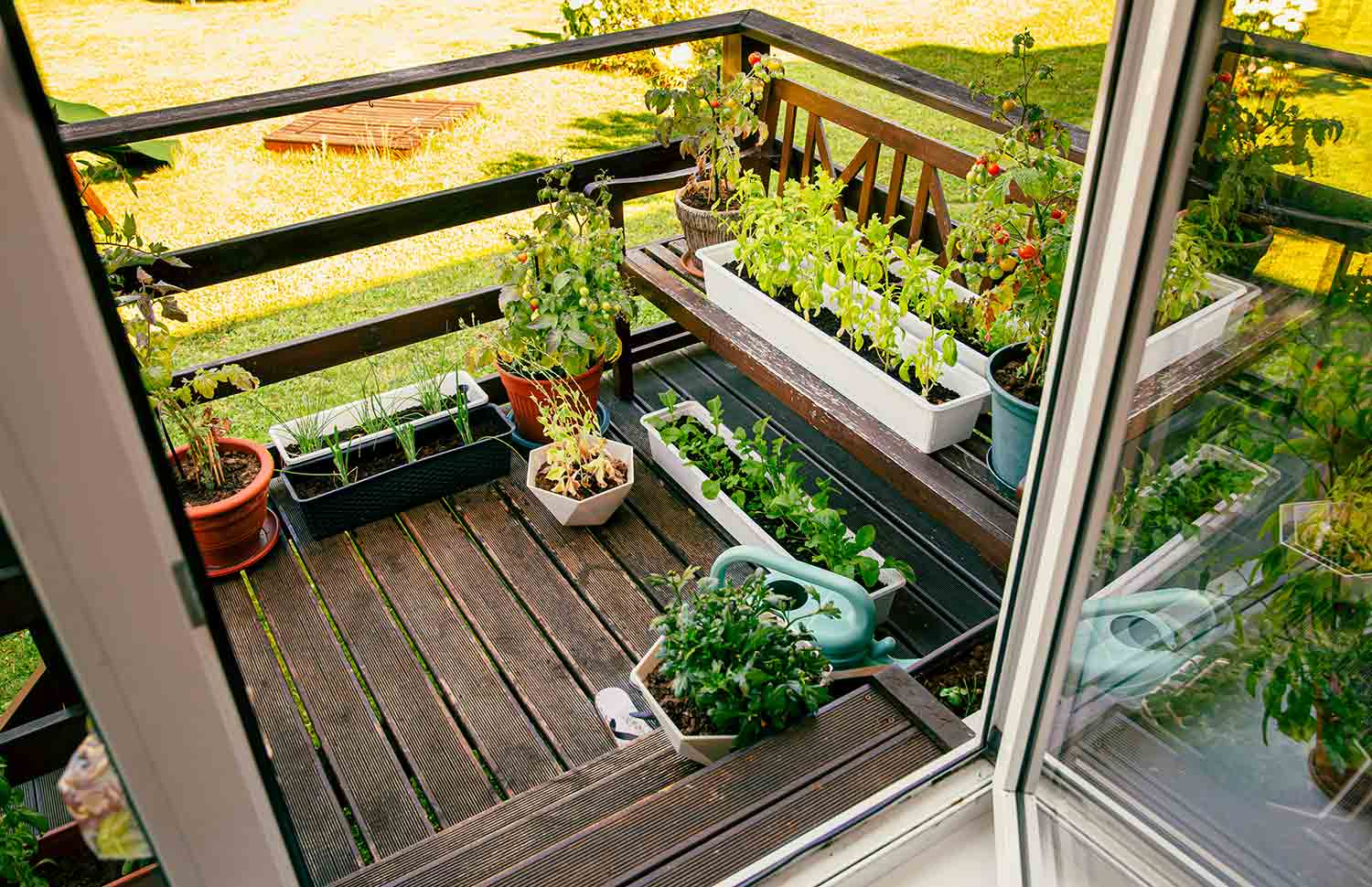 Small balcony vegetable garden with herbs, leafy greens, and potted plants arranged on wooden decking.