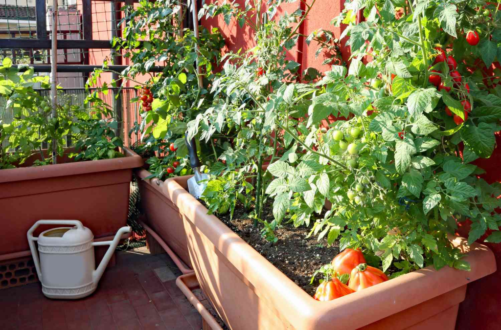 Container tomato plants growing on a sunny balcony with ripe and unripe tomatoes.