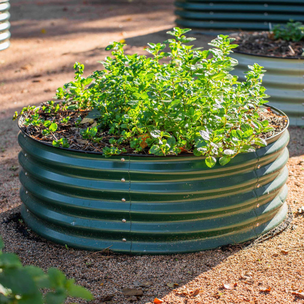 Round metal raised garden bed filled with green herbs growing under sunlight.