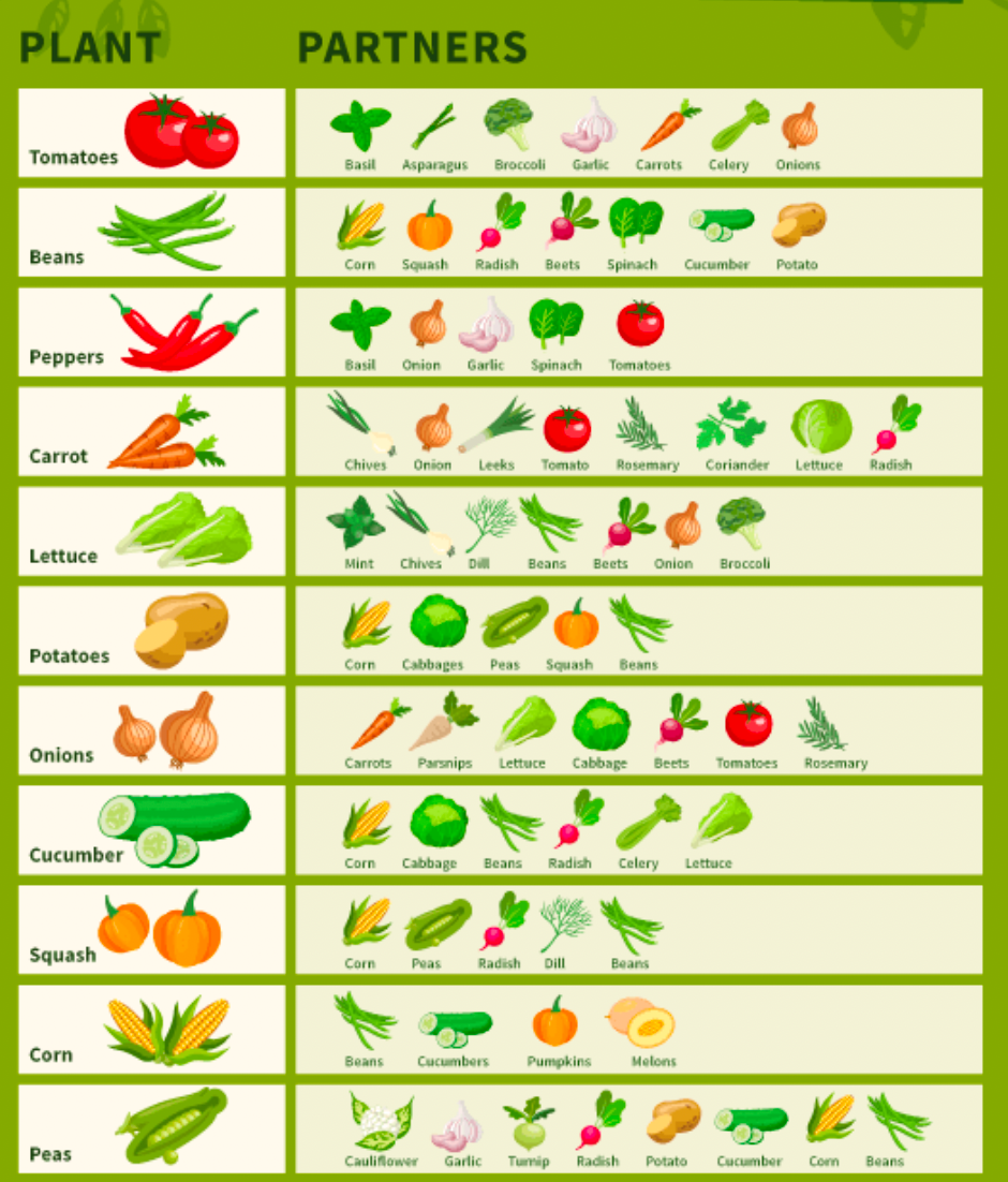 Illustrated companion planting chart showing which vegetables grow well together, including tomatoes, beans, peppers, lettuce, potatoes, and more.