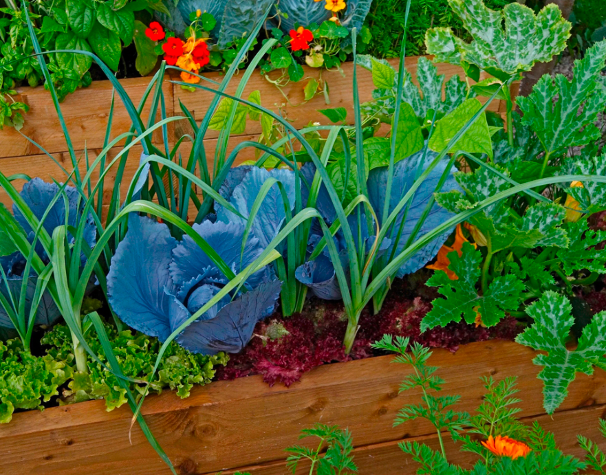 Raised garden bed with cabbage, garlic, lettuce, and squash growing together using companion planting.