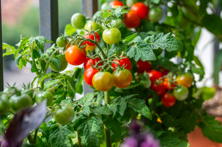 Cluster of ripening cherry tomatoes growing on a balcony in a container garden.