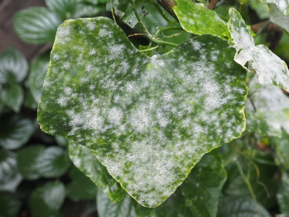 Mildew on a leaf.