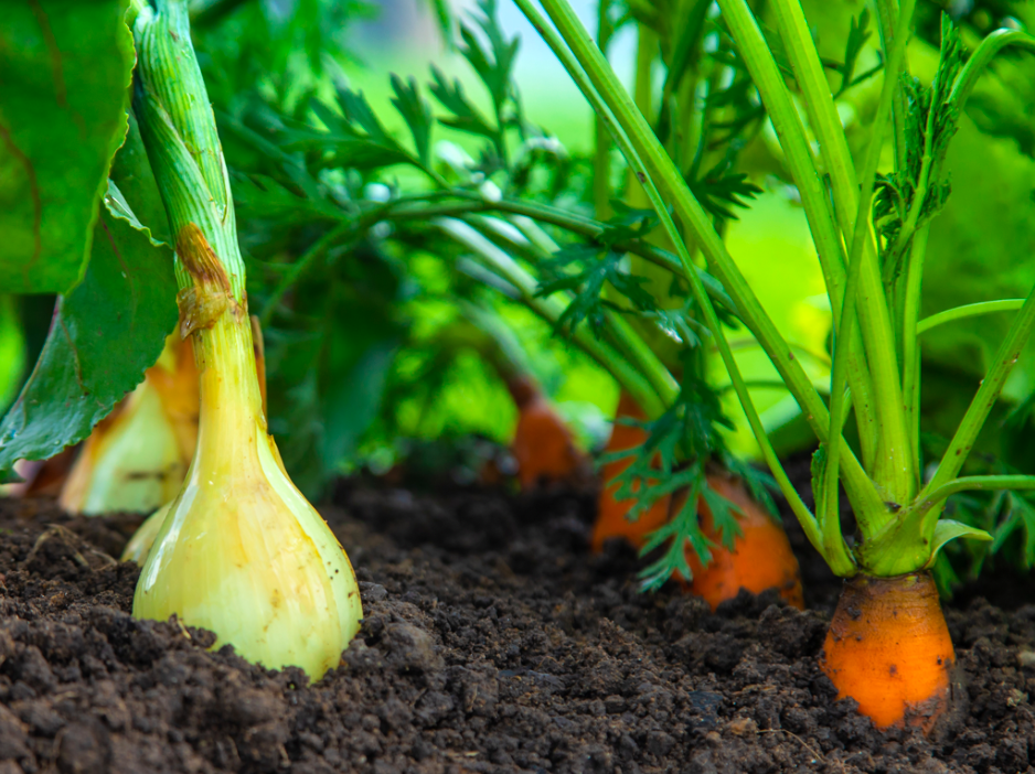 Close-up of onions and carrots growing side-by-side in garden soil as companion crops.