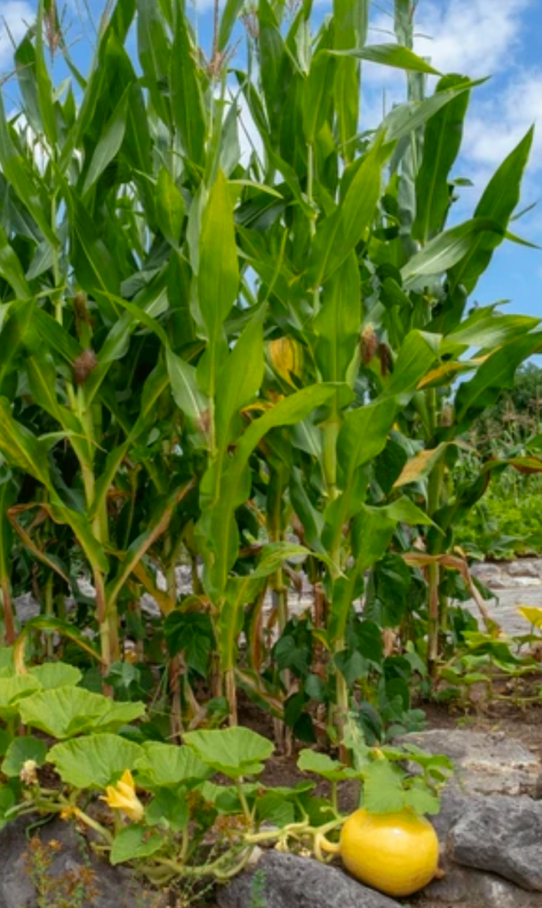 Traditional Three Sisters garden with corn, beans climbing the stalks, and squash growing at the base.