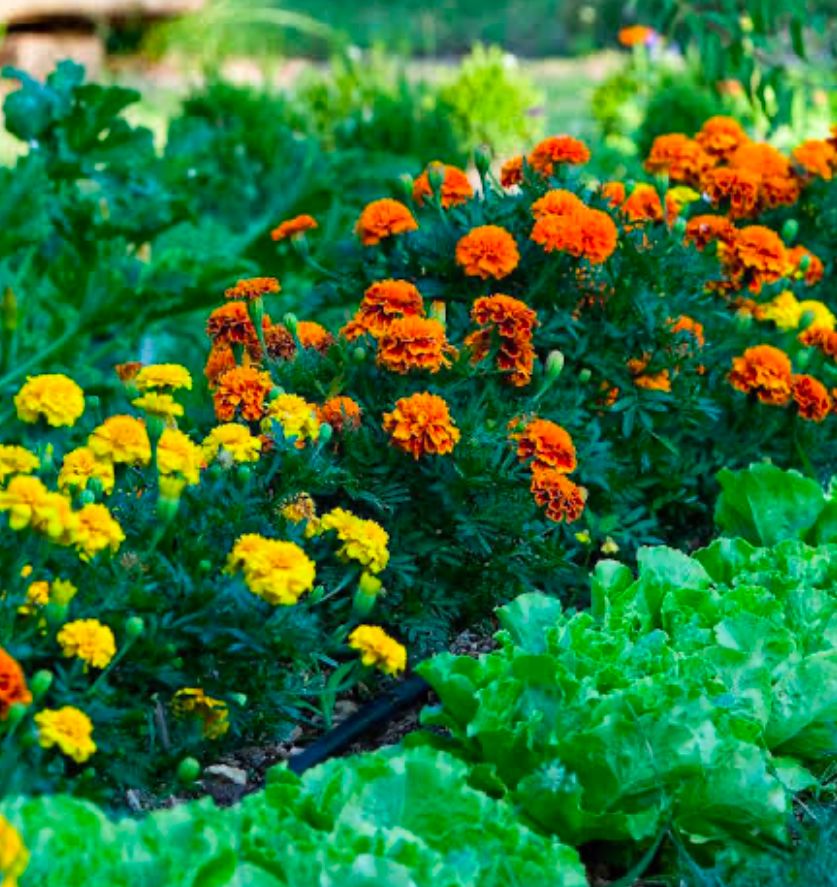 Bright orange and yellow marigolds growing beside leafy green lettuce in a vegetable garden.