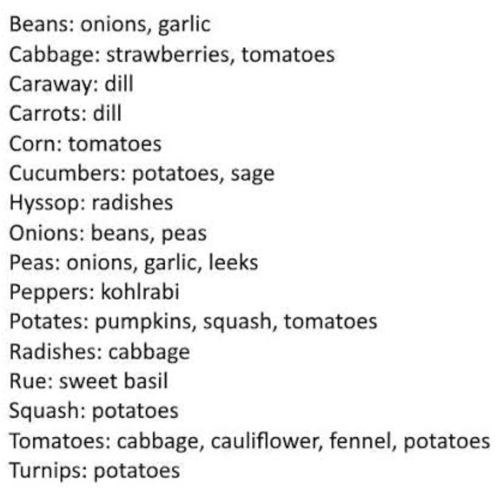 List of vegetable companion plant pairings including beans, cabbage, carrots, corn, cucumbers, onions, peas, peppers, potatoes, radishes, and tomatoes.