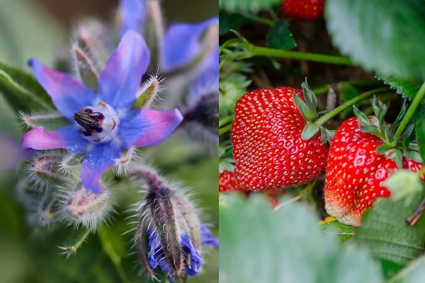 A side by side collage of borage and strawberries.