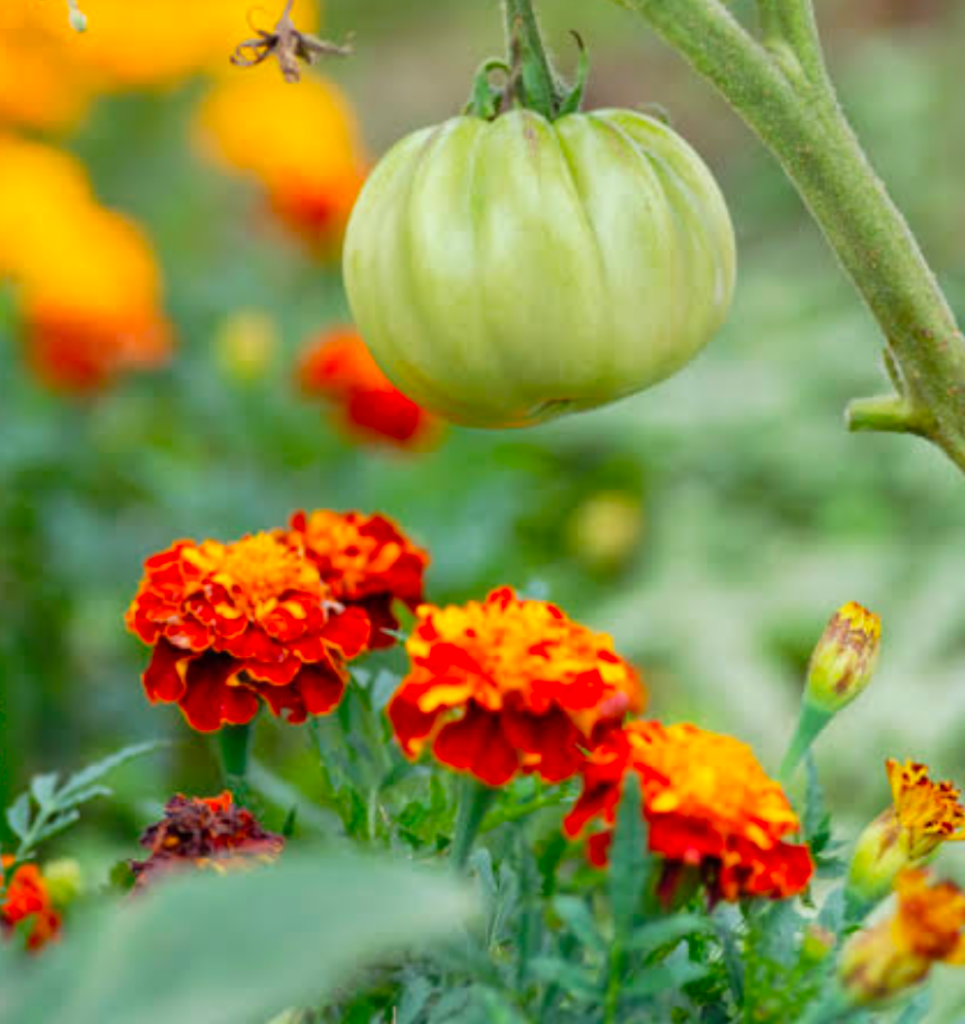 Green unripe tomato growing above bright orange marigold flowers in a companion planting garden