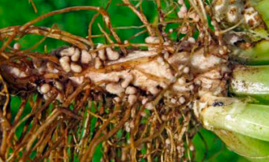 Plant roots covered in swollen galls caused by root-knot nematode infestation.
