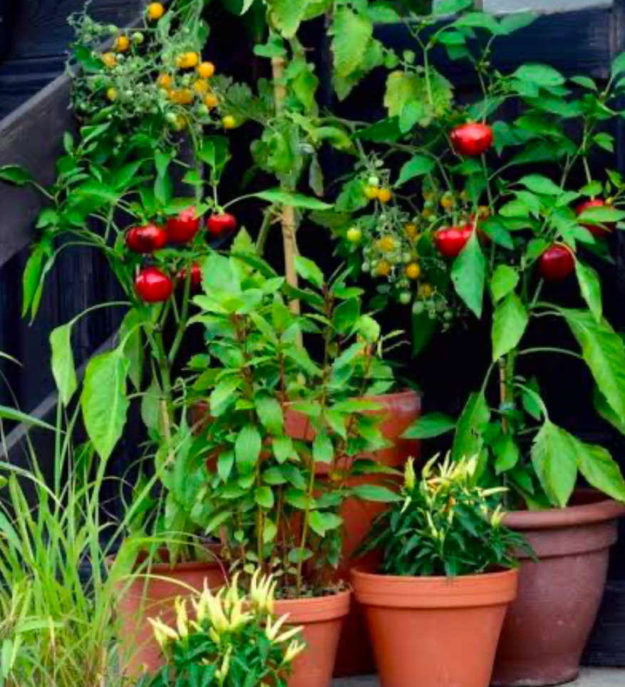 Container garden with tomato and pepper plants growing together in terracotta pots.