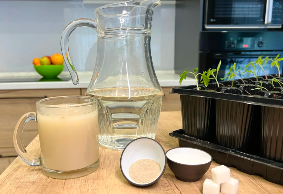 Yeast, sugar, and water displayed with seedling trays for preparing homemade fertilizer