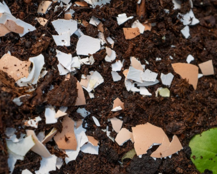 Crushed eggshells blended into soil to add calcium and improve soil structure