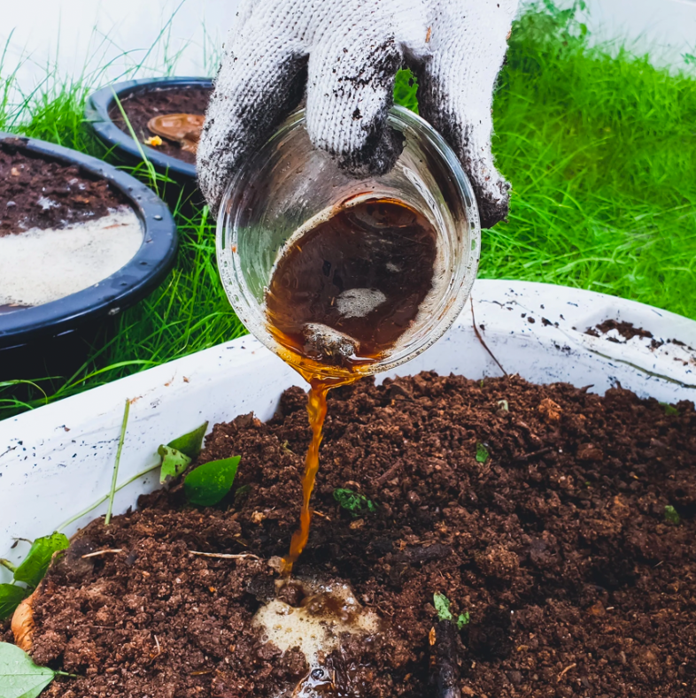 Person pouring homemade organic liquid fertilizer onto garden soil
