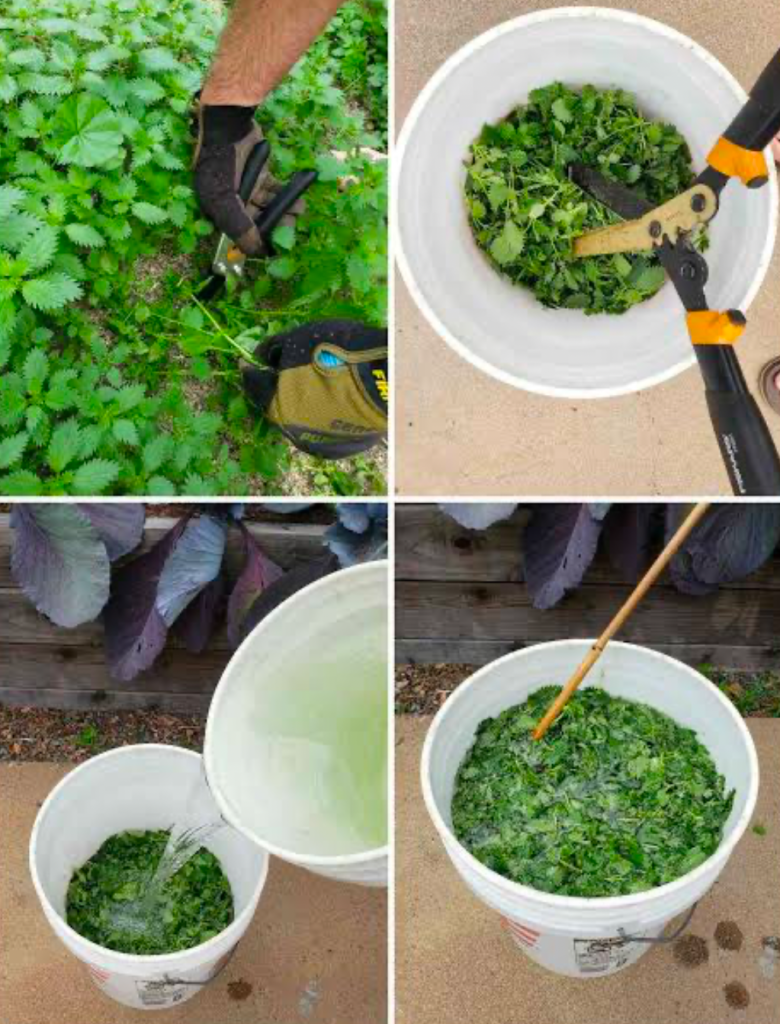 Step-by-step process of cutting weeds, placing them in a bucket, adding water, and mixing to create homemade plant fertilizer.