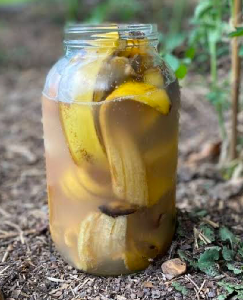 Banana peels fermenting in a jar of water to create homemade banana fertilizer.
