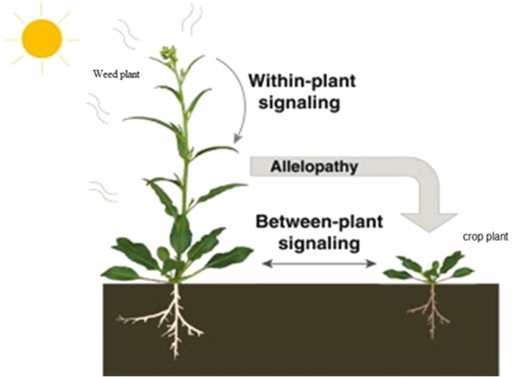 An illustration of Allelopathy - Image Source: Science Direct
