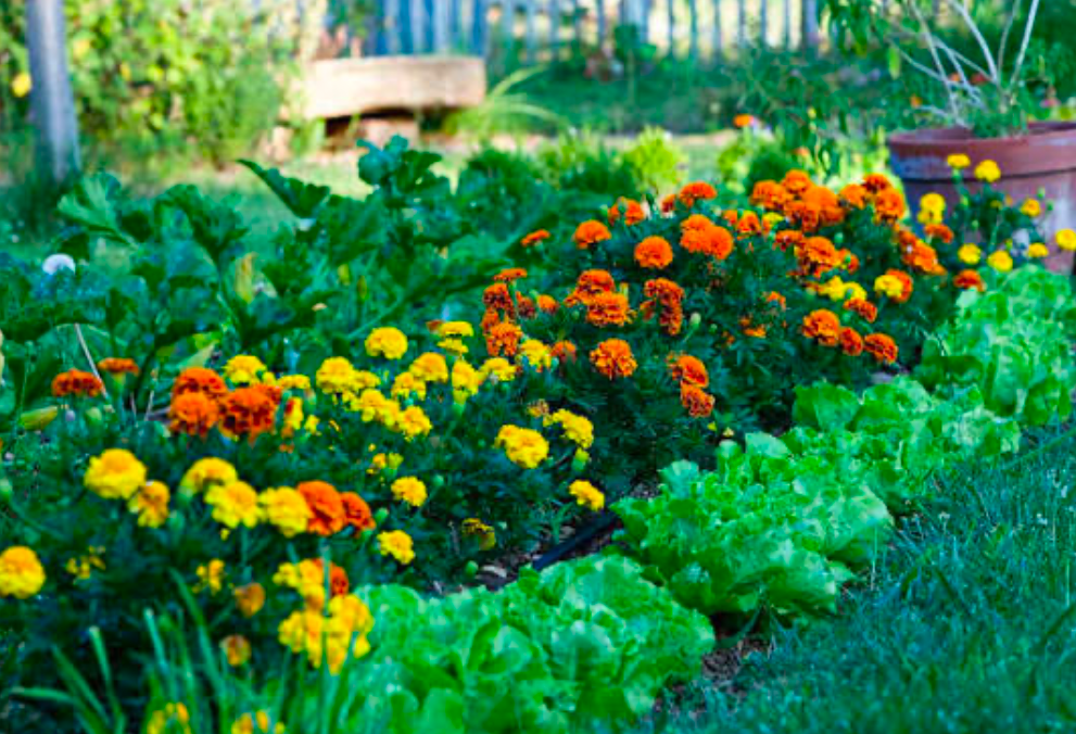 marigolds planted beside lettuce in a vegetable garden for natural pest control