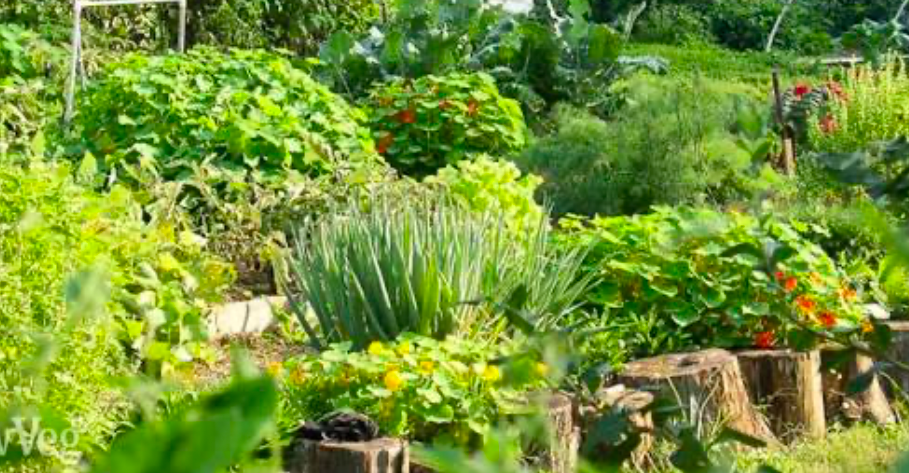 diverse organic vegetable garden with leafy greens, herbs, nasturtiums and companion plants