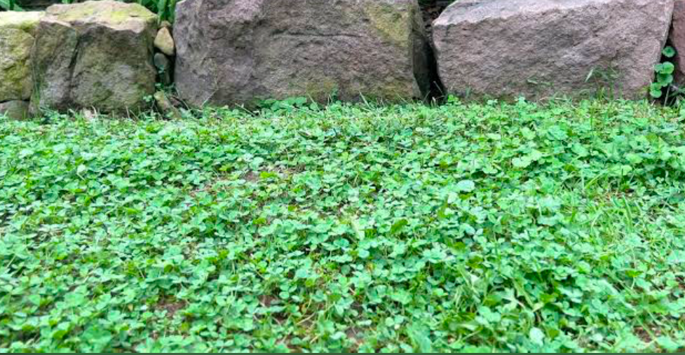 A carpet of Clover plants covers a rich soil