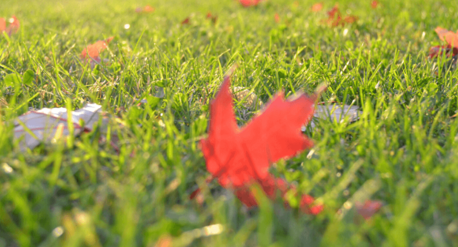 fallen autumn leaves on lawn grass affecting sunlight and lawn health