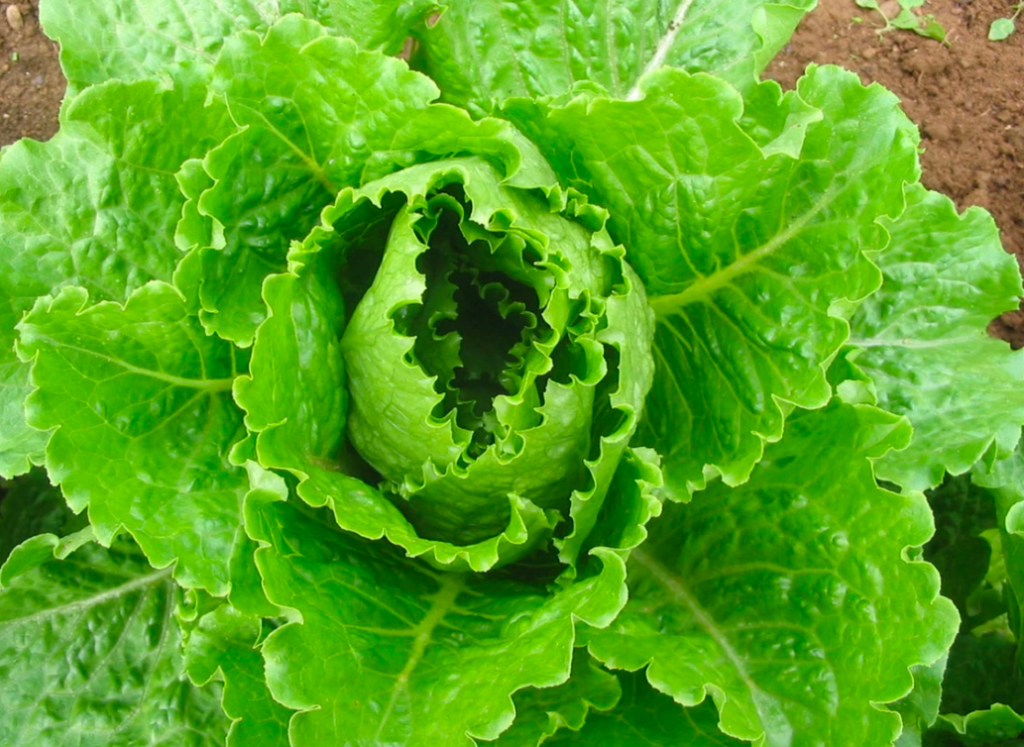 Close up of a lush lettuce plant.