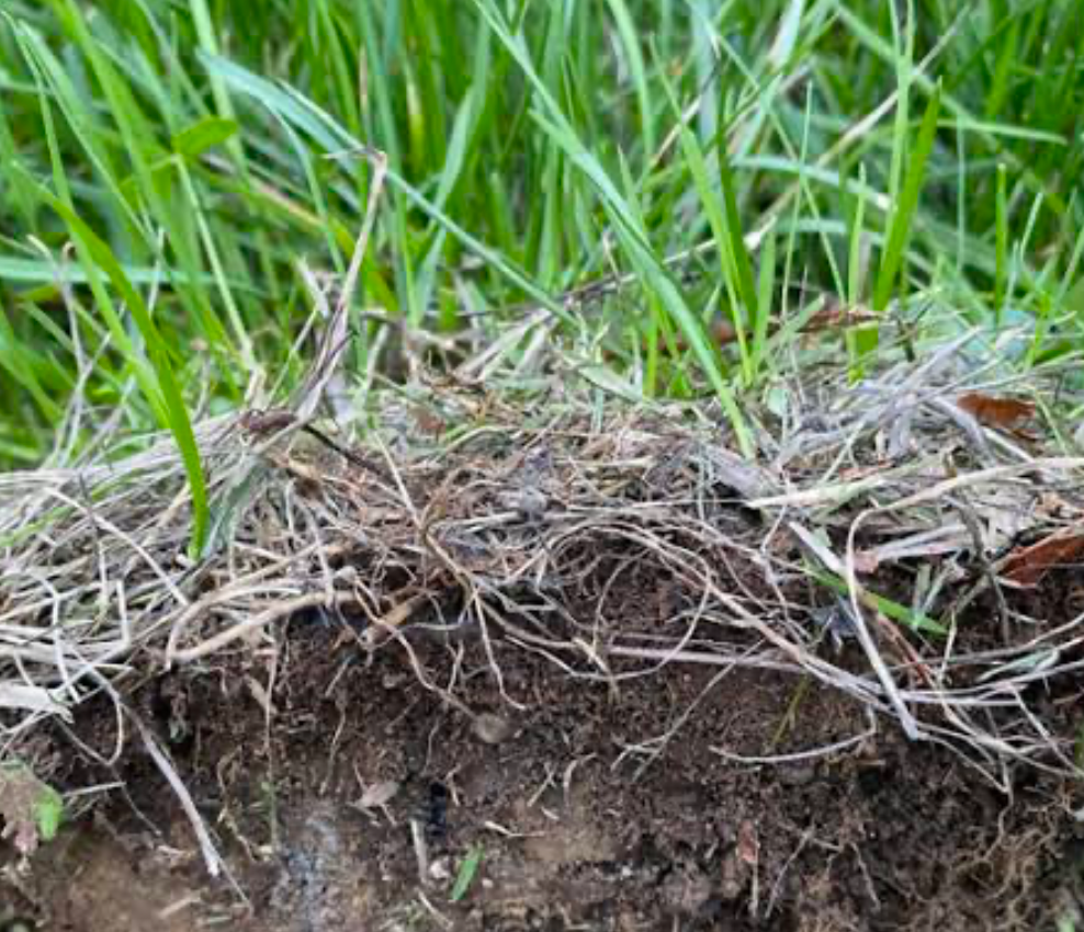 A tangled mess of an unkept lawns root.